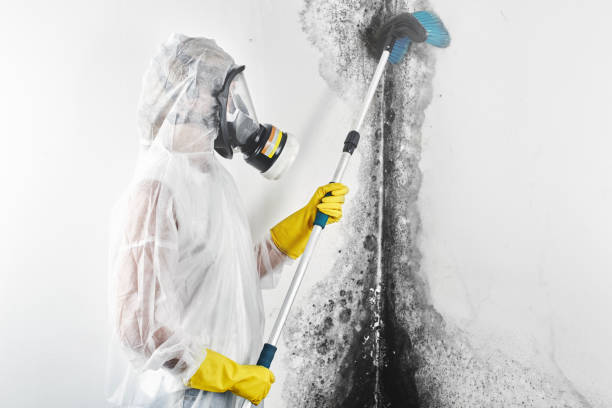 Best Black Mold Removal  in Jacksonvle, IL