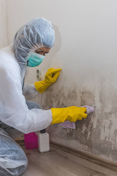 Jacksonville, IL Mold Removal Company