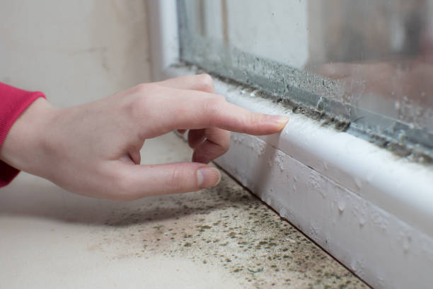Best Post-Remediation Verification Testing  in Jacksonvle, IL