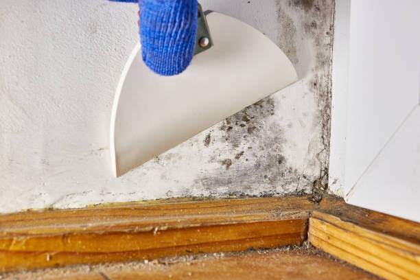 Mold Remediation for Rental Properties in Jacksonville, IL