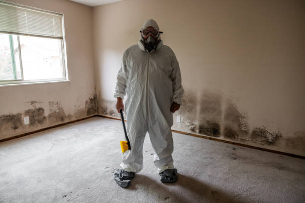 Best Mold Damage Restoration  in Jacksonvle, IL
